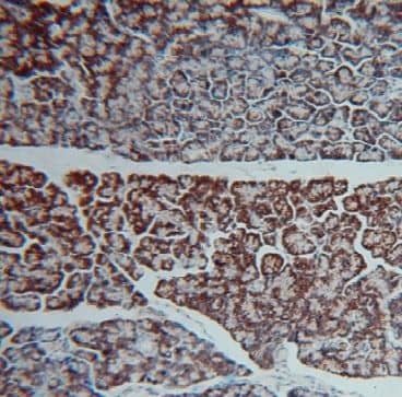 Immunohistochemistry: GCAT Antibody - BSA Free [NBP3-46253] - Immunohistochemistry of paraffin-embedded human pancreas using (GCAT antibody) at dilution of 1:100