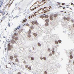 Immunohistochemistry GBP5 Antibody - BSA Free