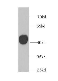 Western Blot: GATM Antibody - BSA Free [NBP3-46258] - Mouse kidney tissue were subjected to SDS PAGE followed by western blot with (GATM antibody) at dilution of 1:1000