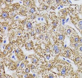 Immunohistochemistry: GATM Antibody - BSA Free [NBP3-46258] - Immunohistochemistry of paraffin-embedded human liver using (GATM antibody) at dilution of 1:100