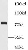 Western Blot MCM3AP Antibody - BSA Free