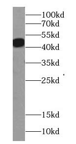 Western Blot: Actin Gamma 1 Antibody - BSA Free [NBP3-46266] - HeLa cells were subjected to SDS PAGE followed by western blot with (Actin Gamma 1 antibody) at dilution of 1:500