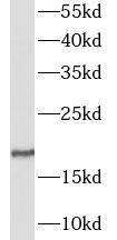 Western Blot GALP Antibody - BSA Free
