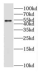 Western Blot GABA-A R gamma 1 Antibody - BSA Free