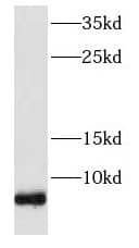 Western Blot: FXYD2 Antibody - BSA Free [NBP3-46286] - HEK-293 cells were subjected to SDS PAGE followed by western blot with (FXYD2 antibody) at dilution of 1:1000