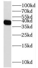 Western Blot FPGT Antibody - BSA Free