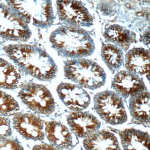 Immunohistochemistry FPGT Antibody - BSA Free
