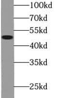 Western Blot FMO2 Antibody - BSA Free