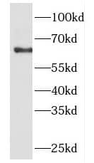 Western Blot: FKBP9 Antibody - BSA Free [NBP3-46312] - NIH/3T3 cells were subjected to SDS PAGE followed by western blot with ( FKBP9 Antibody) at dilution of 1:600