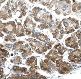Immunohistochemistry FJX1 Antibody - BSA Free