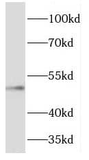 Western Blot FJX1 Antibody - BSA Free