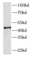 Western Blot FBXO22 Antibody - BSA Free