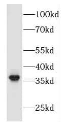 Western Blot FBXO2 Antibody - BSA Free