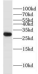 Western Blot FBG4 Antibody - BSA Free