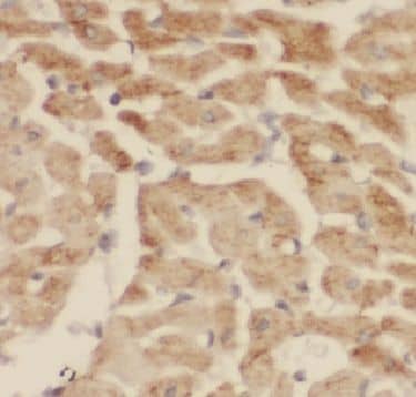 Immunohistochemistry FBG4 Antibody - BSA Free