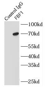 Immunoprecipitation FBF1 Antibody - BSA Free
