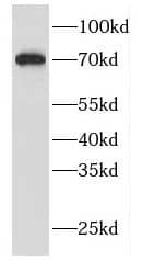 Western Blot FBF1 Antibody - BSA Free