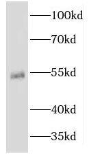 Western Blot: KRT81 Antibody - BSA Free [NBP3-46350] - HEK-293 cells were subjected to SDS PAGE followed by western blot with (KRT81 antibody) at dilution of 1:300