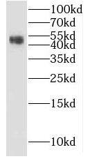 Western Blot KLHL35 Antibody - BSA Free
