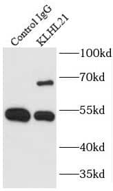 Immunoprecipitation Kelch-Like Family Member 21 Antibody - BSA Free