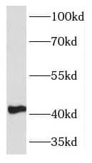 Western Blot KLF13 Antibody - BSA Free