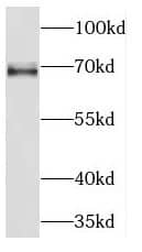 Western Blot KLC2 Antibody - BSA Free