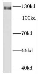 Western Blot: Kirrel3/NEPH2 Antibody - BSA Free [NBP3-46380] - Mouse testis tissue were subjected to SDS PAGE followed by western blot with (Kirrel3/NEPH2 antibody) at dilution of 1:400