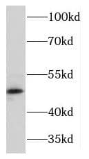 Western Blot: Kir6.2 Antibody - BSA Free [NBP3-46382] - Mouse spleen tissue were subjected to SDS PAGE followed by western blot with (Kir6.2 antibody) at dilution of 1:300