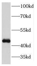 Western Blot: KIN Antibody - BSA Free [NBP3-46386] - HeLa cells were subjected to SDS PAGE followed by western blot with (KIN antibody) at dilution of 1:2000