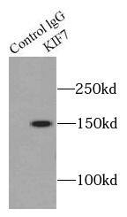 Immunoprecipitation: KIF7 Antibody - BSA Free [NBP3-46388] - IP Result of anti-KIF7 (IP: , 4ug; Detection:  1:500) with HEK-293 cells lysate 2000ug.