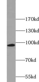 Western Blot: KIF6 Antibody - BSA Free [NBP3-46389] - Mouse testis tissue were subjected to SDS PAGE followed by western blot with (KIF6 antibody) at dilution of 1:800