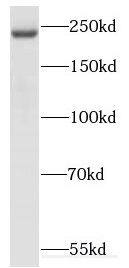 Western Blot: KIF26B Antibody - BSA Free [NBP3-46393] - HEK-293 cells were subjected to SDS PAGE followed by western blot with (KIF26B Antibody) at dilution of 1:1000