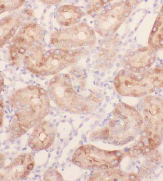 Immunohistochemistry: KIF26B Antibody - BSA Free [NBP3-46393] - Immunohistochemistry of paraffin-embedded human kidney using (KIF26B antibody) at dilution of 1:50