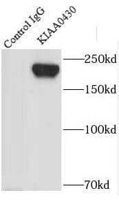 Immunoprecipitation LKAP Antibody - BSA Free