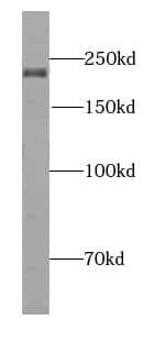 Western Blot LKAP Antibody - BSA Free