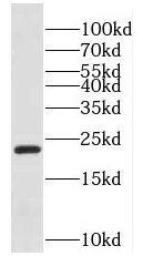 Western Blot ECAT1 Antibody - BSA Free