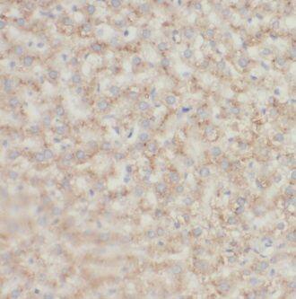 Immunohistochemistry ECAT1 Antibody - BSA Free