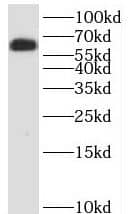 Western Blot: KDELC2 Antibody - BSA Free [NBP3-46418] - HeLa cells were subjected to SDS PAGE followed by western blot with (KDELC2 Antibody) at dilution of 1:600