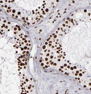 Immunohistochemistry: KDELC2 Antibody - BSA Free [NBP3-46418] - Immunohistochemistry of paraffin-embedded human testis tissue slide using (KDELC2 Antibody) at dilution of 1:50