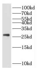 Western Blot: KCTD5 Antibody - BSA Free [NBP3-46419] - HeLa cells were subjected to SDS PAGE followed by western blot with (KCTD5 antibody) at dilution of 1:500