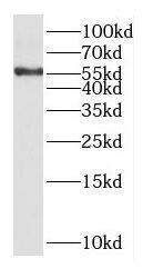 Western Blot Kv8.1 Antibody - BSA Free
