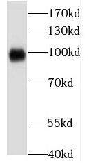 Western Blot Kv3.4 Antibody - BSA Free