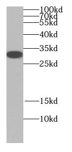 Western Blot JSRP1 Antibody - BSA Free