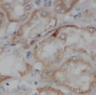 Immunohistochemistry: NS1-BP Antibody - BSA Free [NBP3-46450] - Immunohistochemistry of paraffin-embedded human kidney using (NS1-BP antibody) at dilution of 1:100