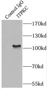Immunoprecipitation: IP3KC Antibody - BSA Free [NBP3-46451] - IP Result of anti-IP3KC (IP:, 4ug; Detection: 1:400) with HepG2 cells lysate 1600ug.