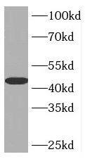 Western Blot INPP5A Antibody - BSA Free