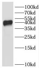 Western Blot: IKIP Antibody - BSA Free [NBP3-46483] - Mouse skeletal muscle tissue were subjected to SDS PAGE followed by western blot with (IKIP antibody) at dilution of 1:500