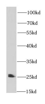 Western Blot: HspB11 Antibody - BSA Free [NBP3-46491] - HeLa cells were subjected to SDS PAGE followed by western blot with (HspB11 antibody) at dilution of 1:500