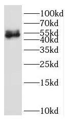 Western Blot: IFRD2 Antibody - BSA Free [NBP3-46495] - HeLa cells were subjected to SDS PAGE followed by western blot with ( IFRD2 Antibody) at dilution of 1:600