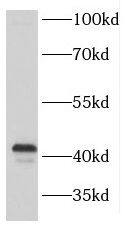 Western Blot: FANCL Antibody - BSA Free [NBP3-46496] - HEK-293 cells were subjected to SDS PAGE followed by western blot with (FANCL antibody) at dilution of 1:300